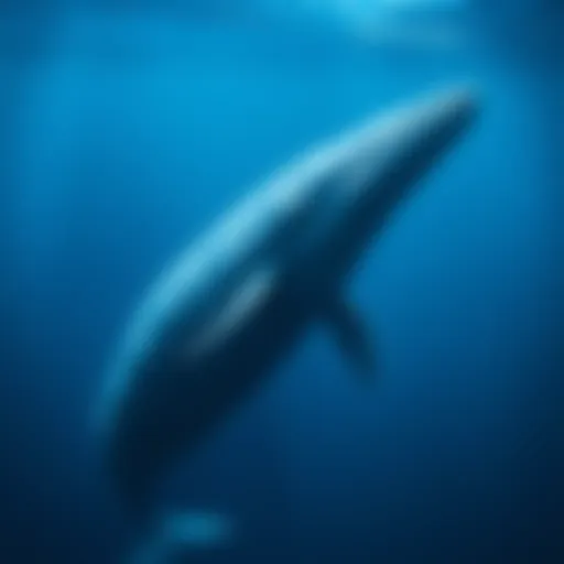 Majestic blue whale swimming gracefully in the ocean depths