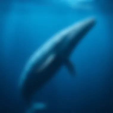 The Majestic Blue Whale Majestic blue whale swimming gracefully in the ocean depths