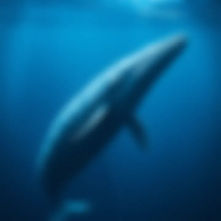 The Majestic Blue Whale Majestic blue whale swimming gracefully in the ocean depths