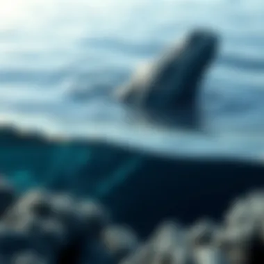 Vast Ocean Habitat Vast ocean habitat showcasing the ecosystem where blue whales thrive